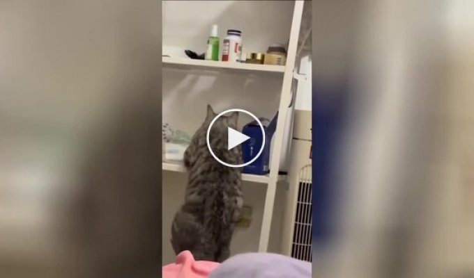 Кот пытается забраться на полку