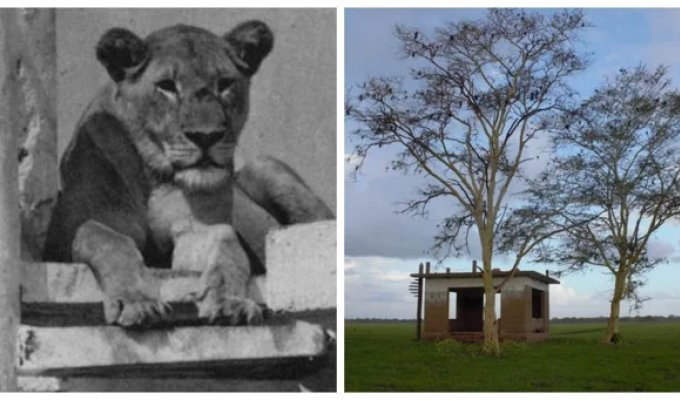 Mozambique lion lodge (8 photos + 1 video)