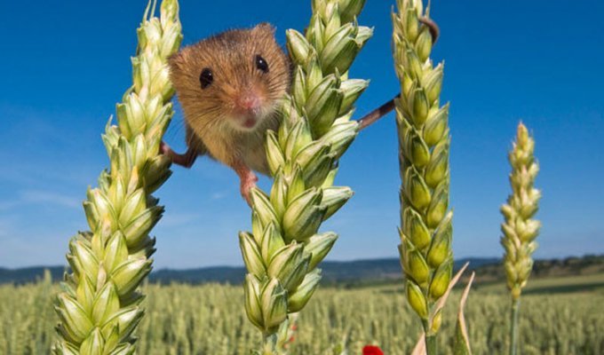 Мышки-малютки: тайная жизнь в полях (17 фото)