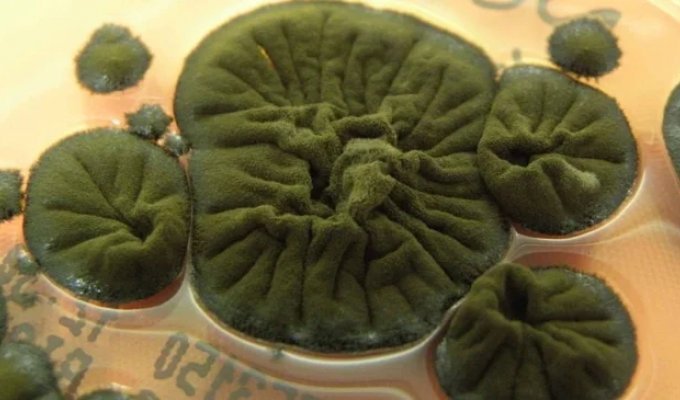 В Чернобыле нашли черный гриб, который питается радиацией (4 фото)