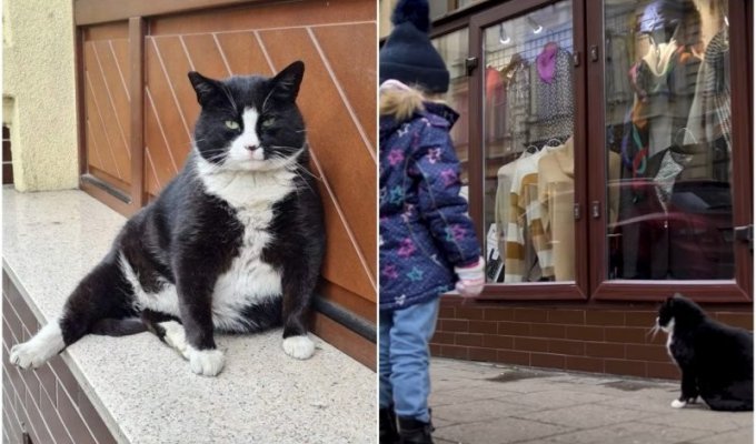 A street cat from Poland has become a local "landmark" (6 photos + 1 video)