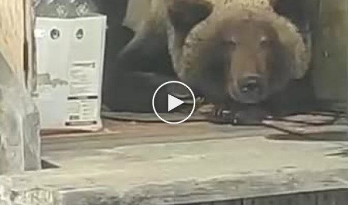 «Ліг і лежить, нікуди не йде»: ведмідь оселився на веранді житлового будинку