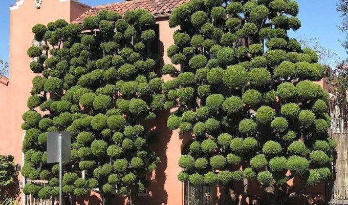 12 фото необычных топиарных деревьев из Сан-Франциско (13 фото)