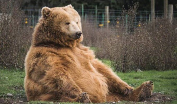 На Алясці обирають найтовстішого ведмедя (3 фото)