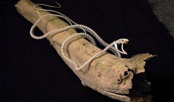  Скелеты змей (14 Фото)