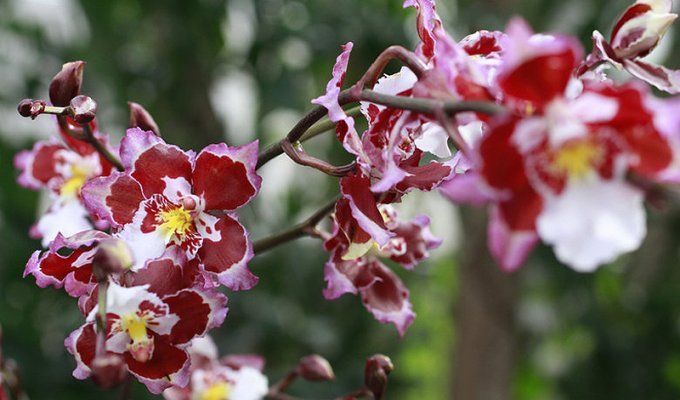 Выставка орхидей (21 фото)