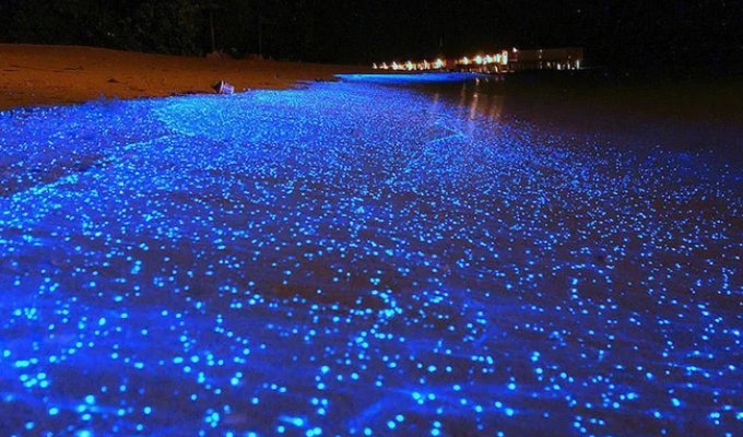 The Ethereal Beauty of Glowing Beaches Like a Starry Night Sky (8 photos)