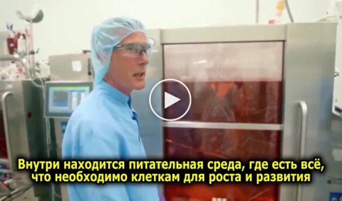 В Нидерландах открылась первая ферма без животных