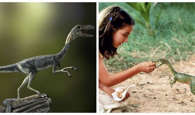 Compsognathus: an active chicken lizard who ruled the desert (7 photos)