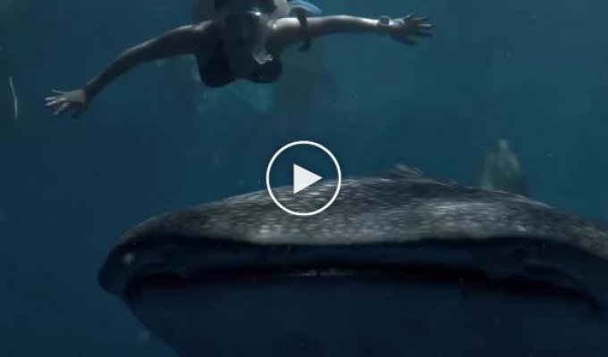 Плаваем с китовой акулой