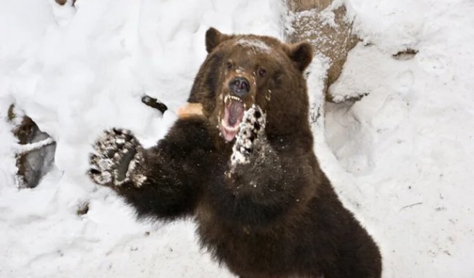 Rolling Bear: The Main Danger of the Winter Forest (11 photos)