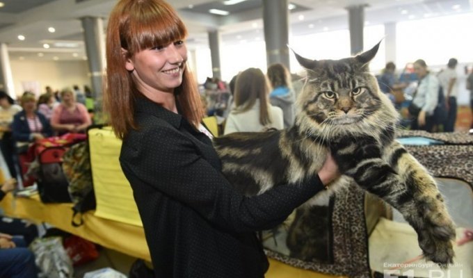 Фоторепортаж с праздничной выставки кошек в Екатеринбурге (22 фото)