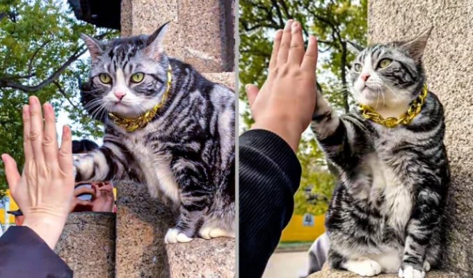 Thousands of Chinese are traveling to get a high five from a cat (7 photos + 1 video)