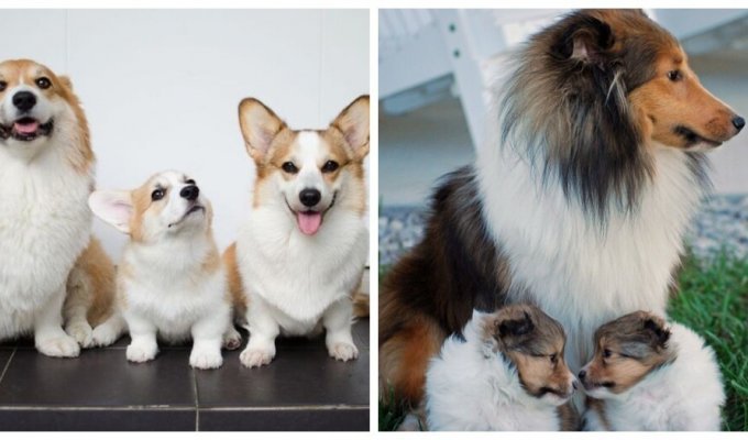 Гордые собаки-родители и их точные мини-копии (18 фото)
