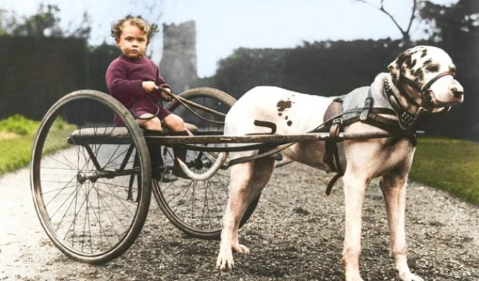 Подборка смешных и забавных фотографий с собаками, которые поднимут настроение (21 фото)