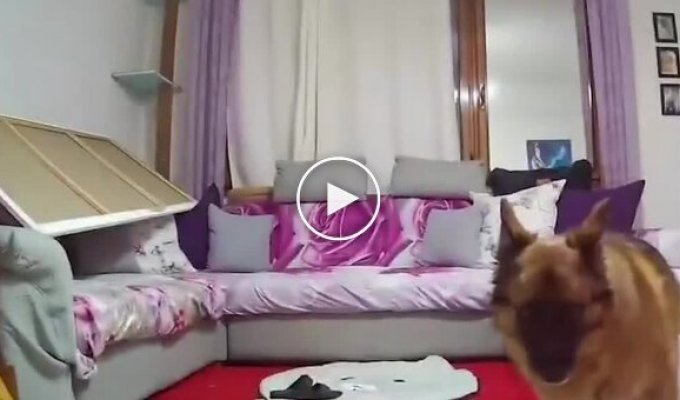 Непростая жизнь пса в доме с двумя котами