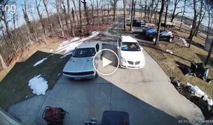 Один испугался, другой обрадовался: курьезная встреча пса и доставщика