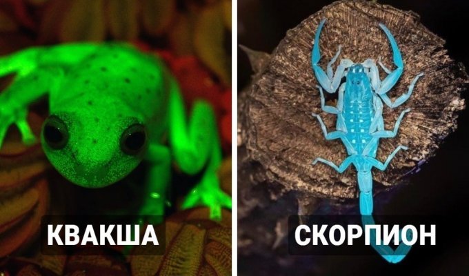 Да будет свет: 14 реальных животных, которые умеют светиться в темноте (15 фото)