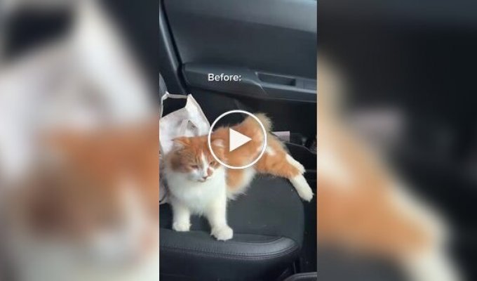 Хозяйке пришлось вызывать пожарных из-за кошки, случайно запершейся в машине