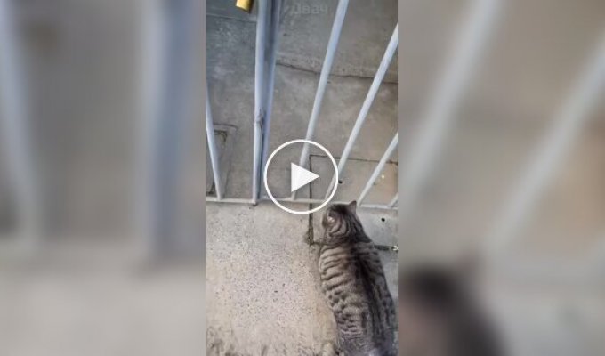 Непредсказуемый кот