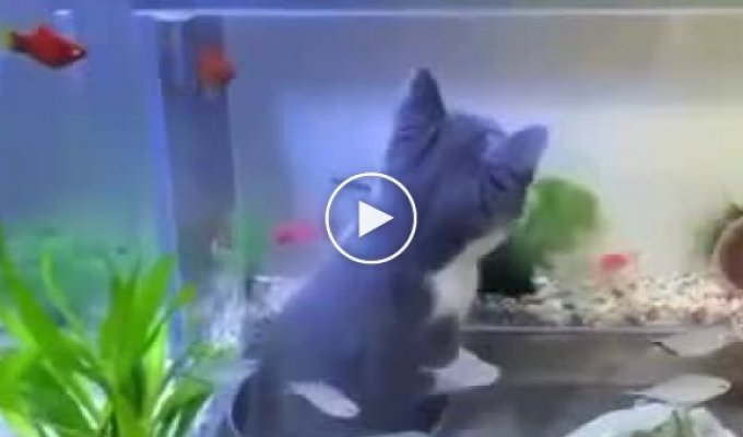 Интерактивный аквариум - идеальный подарок для кота
