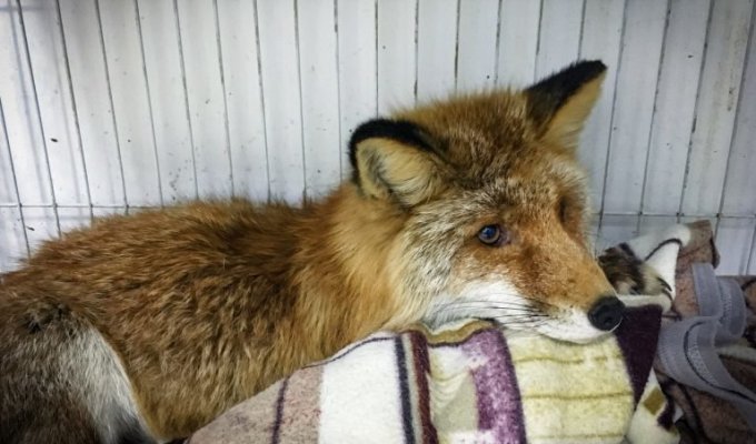 The fox got lost in the corridors of a military battery (3 photos + 1 video)
