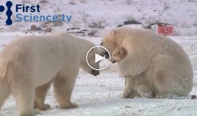 Белые полярные медведи в окружение собак