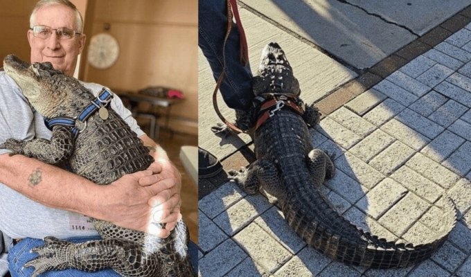 A pensioner's pet has gone missing - an alligator named Wally (5 photos + 1 video)