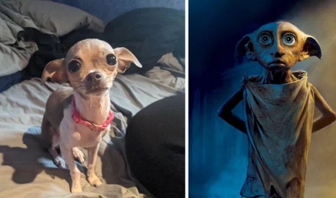 Dobby the dog, meme dog, Richard Gere dog: 30 dogs that look like something else (31 photos)