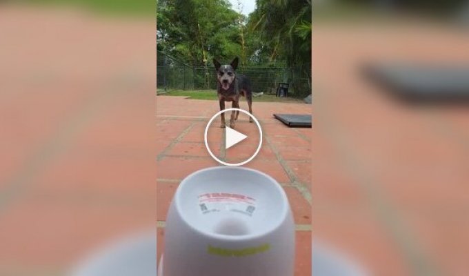 Dogs master an automatic ball launcher