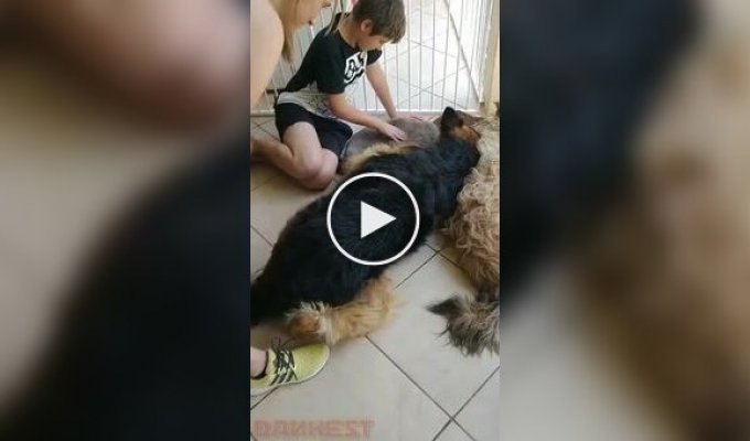 Собака начала оплакивать своего друга, посчитав, что он мертв
