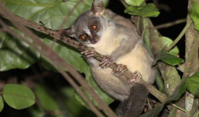 В Африке найден новый вид приматов (5 фото)
