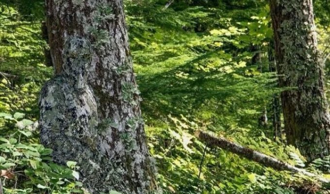 Visually about how effective camouflage is (9 photos)