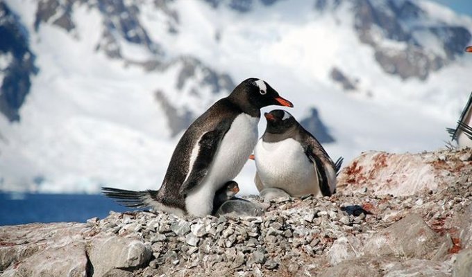 Один день в Антарктиде (30 фото)