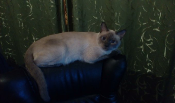 Что может сделать один кот с компьютерным креслом (2 фото)