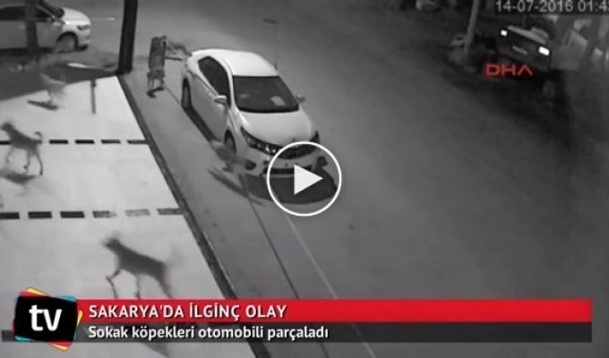 Уличные псы разобрали автомобиль в Турции