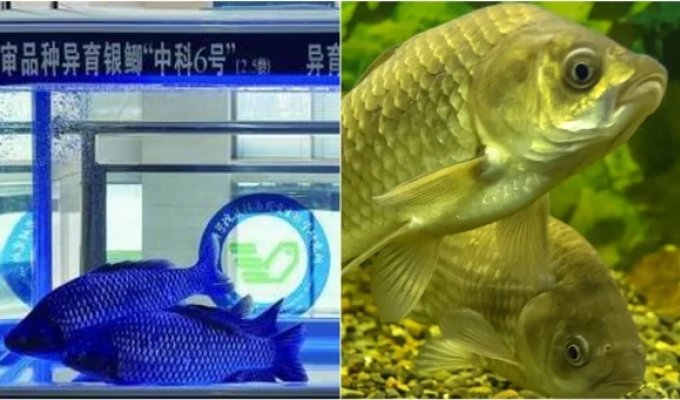 Революция в тарелке: китайцы создали карпа без мелких косточек (3 фото)