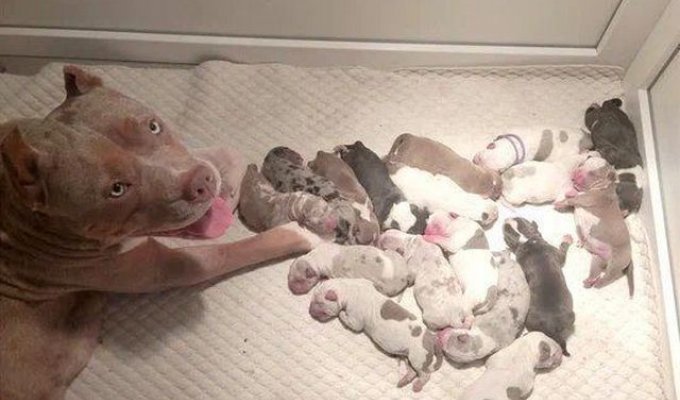 Мать-героиня из Екатеринбурга: собака родила сразу 17 щенков (5 фото)