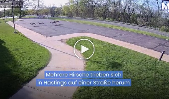 A deer wreaked havoc in a Michigan nursing home.