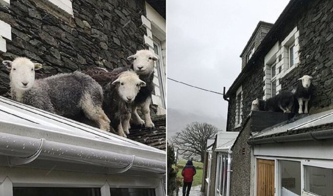Пропавшие овцы спрятались на самом видном месте (5 фото + 1 видео)