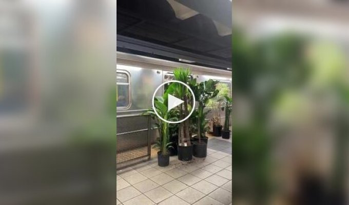 Большой переезд у садовника