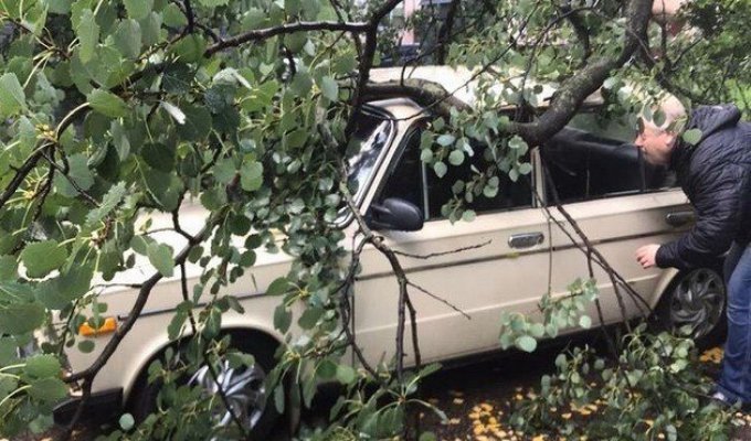 В Петербурге шквальный ветер повалил деревья и снес обшивку с зданий (10 фото + видео)