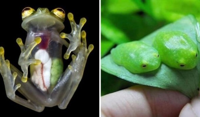 The most unusual varieties of frogs (19 photos)