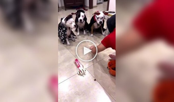 A smart dog quickly figured out how the system works