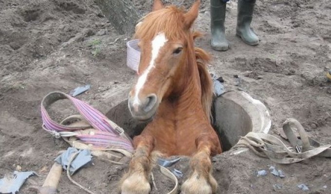 Спасатели помогли лошади выбраться из колодца (4 фото)