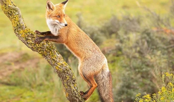 Лисы гораздо удивительнее, чем кажется — вот 31 доказательство (33 фото)