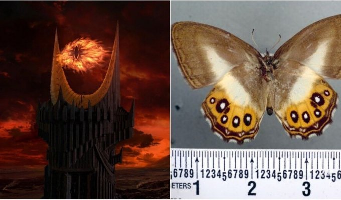 Новый вид бабочек назвали в честь главного злодея из "Властелина колец" (4 фото)
