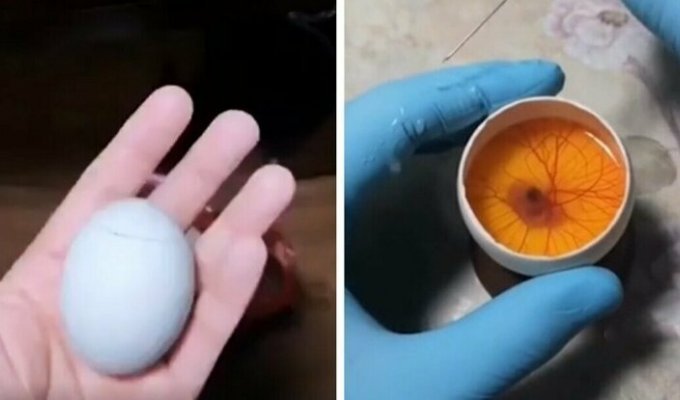 Эксперимент: развитие цыпленка в открытом яйце (7 фото + 1 видео)