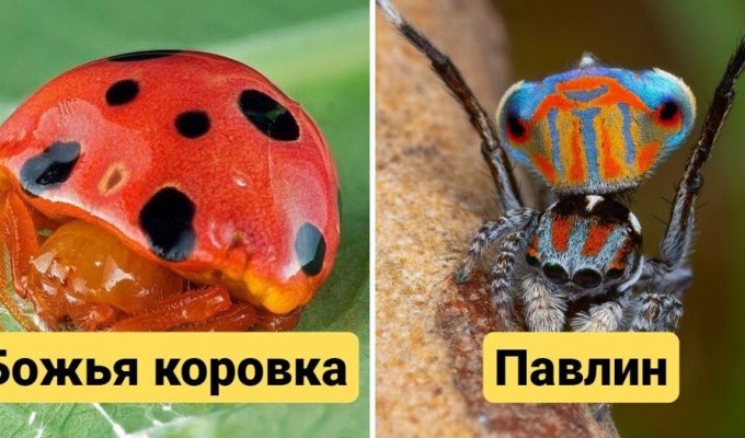 15 most unusual species of spiders that are completely different from their typical representatives (16 photos)