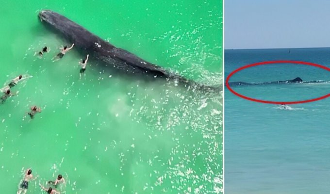 Giant sperm whale stuck in shallow waters in Australia (3 photos + 1 video)